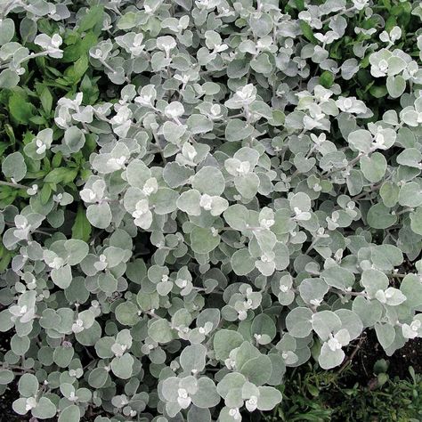 Helichrysum Petiolare Silver | Easylife Group Helichrysum Petiolare, Licorice Plant, Plants Under Trees, Silver Plant, Plant Delivery, Plant Supplies, Plant Garden, Trailing Plants, Ground Cover Plants