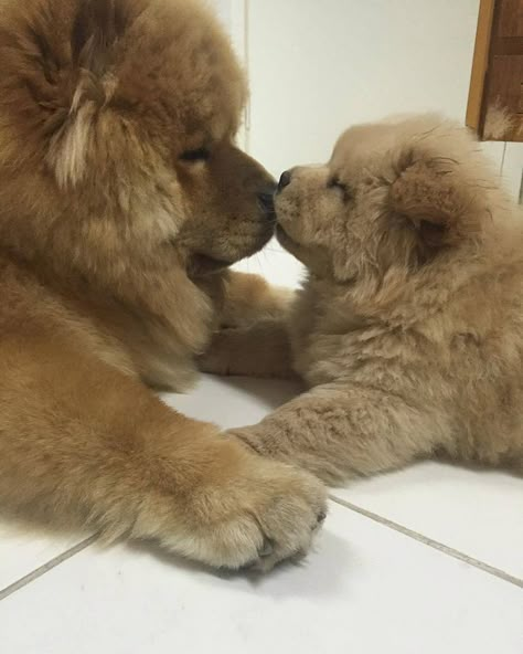 Chow Chow & Puppy Dogs Chow Chow, Chow Chow Puppies, Chow Dog Breed, Perros Chow Chow, Chow Puppies, Chow Chow Puppy, Chow Chow Dogs, Bear Dog, Fluffy Dogs