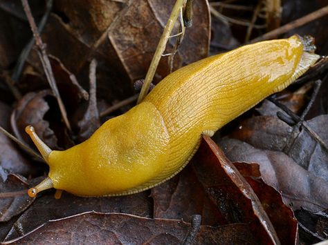 OREGON BANANA SLUGS  -  POOR MALIGNED LTTLE THINGS. BANANA SLUGS ARE NATIVE AND GOOD FOR THE ECO STYSTEM. YES THEY ARE SLIMY, BUT HARMLESS LITTLE LIVING THINGS. Banana Slug, Leaf Slug, Banana Slugs, Giant Slug, Slug Stuffed Animal, Gold Slugs, Molluscs, Face Reveal, Beautiful Bugs