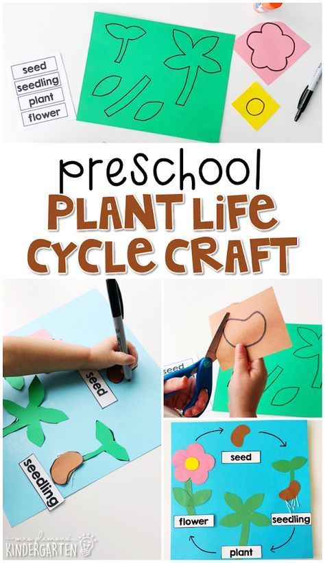 Preschool: Plants - Mrs. Plemons' Kindergarten Plant Life Cycle Craft, Preschool Plants, Plants Life Cycle Activities, Life Cycles Preschool, Plants Kindergarten, Plant Lessons, Spring Preschool Activities, Life Cycle Craft, Spring Lessons