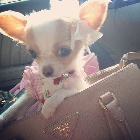 Puppy in a Prada purse. | The 50 Best Dogs In Bags On Instagram Chihuahua Facts, Chihuahua Training, About Dogs, Cute Chihuahua, Chihuahua Love, Chihuahua Puppies, Small Puppies, Chihuahua Dogs, Small Dog