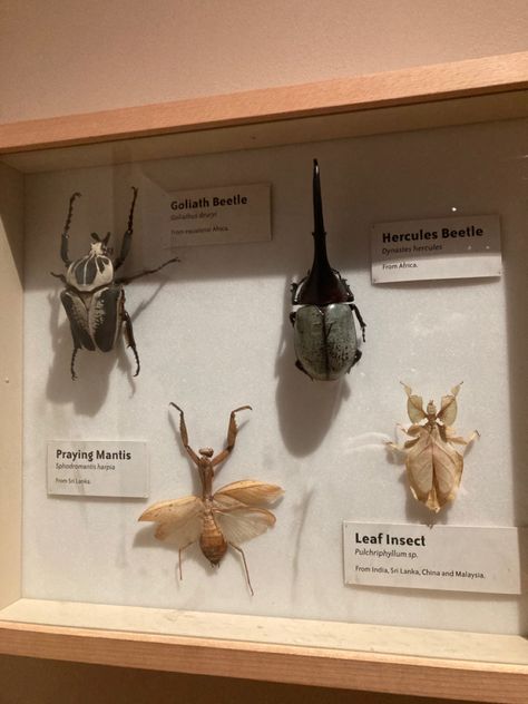 Bug Collection Aesthetic, Bug Taxidermy Decor, Entomology Decor, Taxidermy Bugs, Fake Bug Taxidermy, Bug Taxidermy, Bugs Taxidermy, Taxidermy Beetle, Goliath Beetle