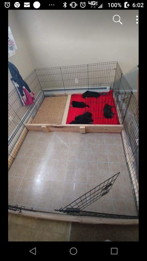 Dog Breeding Kennels, Dog Whelping Box, Dog Breeding Business, Whelping Puppies, Dog Boarding Kennels, Puppy Pens, Indoor Dog Kennel, Dog Kennel Designs, Puppy Litter