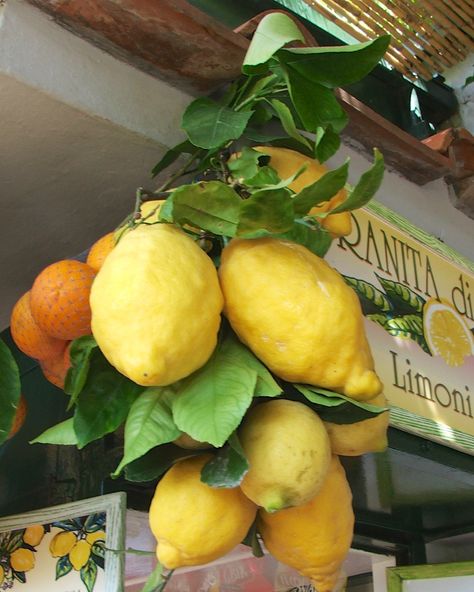 ... "granita di limoni" with  Capri' lemons... Citrus Aesthetic, Capri Lemon, Areas Of The Brain, Cedar Chips, European Summer Aesthetic, Summer Aesthetics, Fruit Fruit, Capri Italy, Citrus Fruits