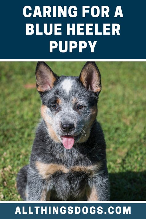 With a strong prey drive, and a one-track mind, it is important to start training your Blue Heeler puppy early. They are very clever and easy to please, making them quick learners and well-suited to the working lifestyle. Learn more about caring for them in our guide.  #blueheelerpuppy #blueheeler #australiancattledogpuppy Training Blue Heelers, Working Lifestyle, Ranch Dogs, Dog Training Commands, Queensland Heeler, Blue Heeler Puppy, Australian Cattle Dog Puppy, Heeler Puppy, Blue Heeled