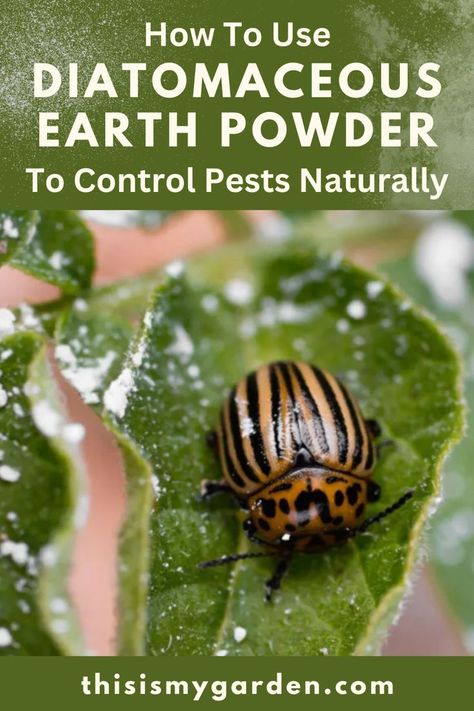 A close up photo of a potato beetle crawling on a plant that has been sprinkled with Diatomaceous Earth powder. Diatomaceous Earth Benefits, Potato Bugs, Diatomaceous Earth Food Grade, Harmful Insects, Squash Bugs, Jeans Crafts, Cucumber Beetles, Homestead Life, Vegetable Benefits