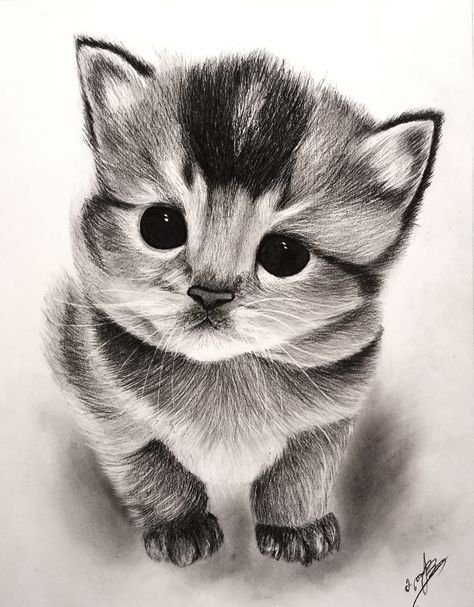 Cat Drawings, Cat Sketch, Animal Drawings, Charcoal Art, Realistic Drawing Animal Black And White, Realistic Animal Drawings, Charcoal Painting, Cats Art Drawing, Illusion Drawings, Pencil Drawings Of Animals, Cat Illustrations, Animal Drawings Sketches, Art Realism