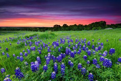 For serious wildflower fans, a 3-day trip in the Texas hill country offers stunning views of flower-covered meadows and hills. Country Photography, Rodeo Events, 3 Days Trip, Sister Tattoo, Indian Paintbrush, Texas Hills, Texas Towns, Cool Wall Art, Plant Aesthetic