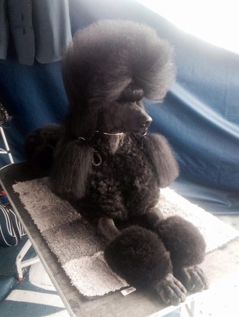 Poodle With Braids, Poodle Doodles, Dog Grooming Styles, Poodle Dogs, Poodle Cuts, French Poodle, Teddy Bear Dog, Poodle Grooming, Dog Haircuts