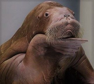 Ponderous Walrus Ponders: What does it ... Big Animals, Poker Face, Silly Animals, Sea Lion, Pet Costumes, Cool Pets, Character Design References, Cuteness Overload, Marine Life