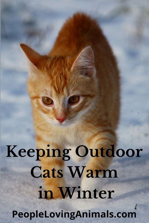 Cat Shelters For Winter, Cat Cold, Outdoor Cat Shelter, Feral Cat Shelter, Cats Outside, Outdoor Cat House, Western New York, Winter Cat, Outdoor Cat