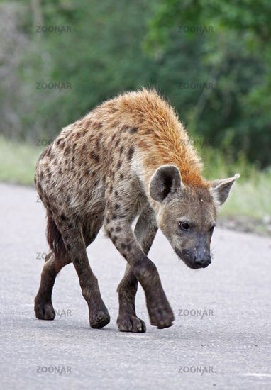 Art Insects, South Africa Wildlife, Spotted Hyena, Kruger National Park South Africa, Africa Wildlife, Desert Animals, African Wild Dog, Most Beautiful Animals, Kruger National Park