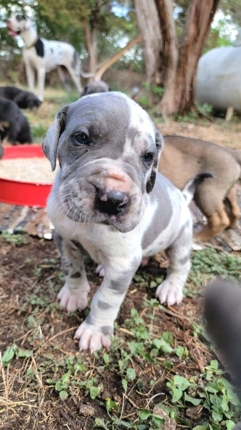 Blue Harlequin Great Dane puppy Blue Harlequin Great Dane, Great Dane Blue Harlequin, Harlequin Great Dane Puppy, Great Dane Harlequin, Harlequin Great Dane, Harlequin Great Danes, Dane Puppies, Great Dane Puppy, Great Dane