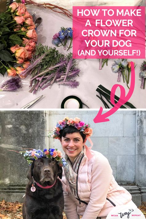 Learn how to make a flower crown for your dog (and yourself!) with this easy tutorial. Get a list of the supplies you'll need for your flower crown plus my tips for making them last for your dog photoshoot or your wedding. Dog flower crowns are still a hot trend, and I'll show you how to make one yourself on the Wear Wag Repeat Blog. My chocolate lab Lucy is the best flower crown dog model! #flowercrown #dogmom #flowercrownfordogs Make A Flower Crown, Tiny Dog Breeds, Dog Grooming Shop, Cool Dog Houses, Shepherd Dog Breeds, Dog Model, Beaded Dog Collar, Dog Grooming Business, Dog Photoshoot