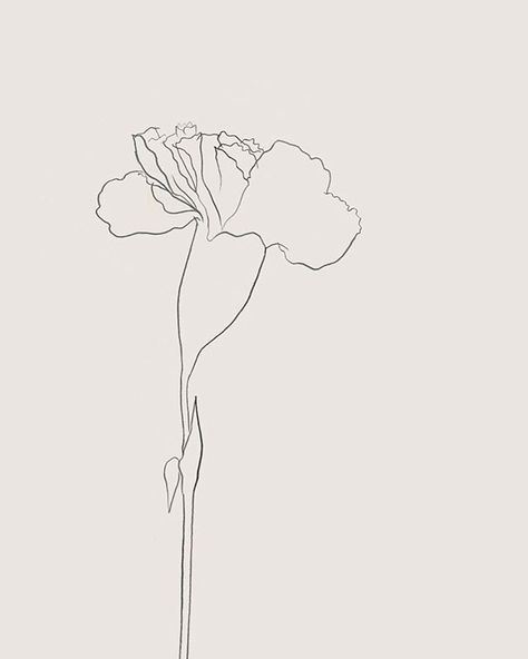 Carnation 👀 pencil #drawing by me Carnation Drawing, Carnation Flower Tattoo, Green Tahini, Tattoo Line Art, Flower References, Carnation Tattoo, Geniale Tattoos, Desenho Tattoo, Art Things