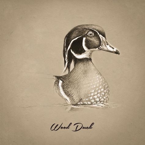 Wood Duck Wood Duck Drawing, Wood Duck Tattoo, Logan Tattoo, Graphite Portraits, Hunting Drawings, Dog Pencil Drawing, Duck Breeds, Duck Tattoos, Duck Illustration