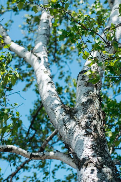 green tree during daytime photo – Free Image on Unsplash Birch Trees Landscaping, River Birch, Handle The Heat, Gray Tree, Bare Tree, Watercolour Inspiration, Tree Images, Close Up Photography, Tree Seeds