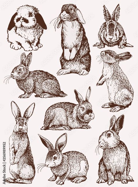 Vintage bunny illistrations stock photos, royalty-free images, vectors, video Hare Illustration, Lapin Art, Rabbit Vector, Rabbit Drawing, Rabbit Collection, Rabbit Tattoos, Rabbit Illustration, Bunny Drawing, Vintage Rabbit