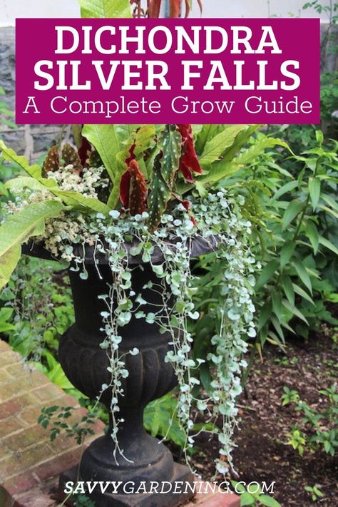 How to Grow Dichondra Silver Falls. A complete growing guide for Dichondra Silver Falls. This is a great plant to add to a rock garden or water garden. Dichondra Silver Falls has a cascading effect and works as both an annual or an indoor houseplant. #Houseplants #Plants Silver Dichondra, Silver Falls Plant, Dichondra Silver Falls, Silver Falls Dichondra, Patio Paradise, Shrubs For Landscaping, Trees For Front Yard, Shade Garden Plants, Seed Starting Mix