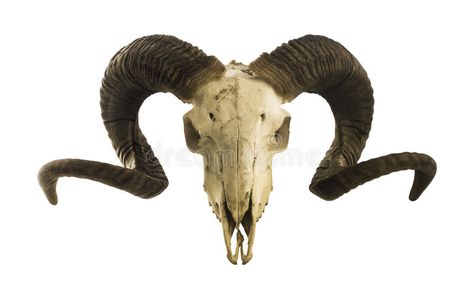 Ram skull with big horns isolated on white. Old ram skull with large big horns i , #Ad, #big, #horns, #Ram, #skull, #isolated #ad Ram Skull Side View, Warforged Druid, Skull Side View, Skull Animal, Sheep Skull, Frida Kahlo Portraits, Skull Reference, Goat Skull, Mushroom Tattoos