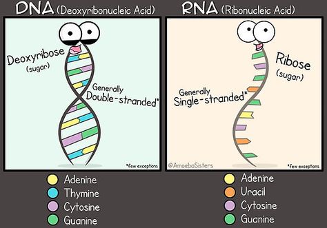 Dna Vs Rna, Amoeba Sisters, Biology Humor, Study Biology, Biology Classroom, High School Biology, Medical Student Study, Ap Biology, Biology Lessons