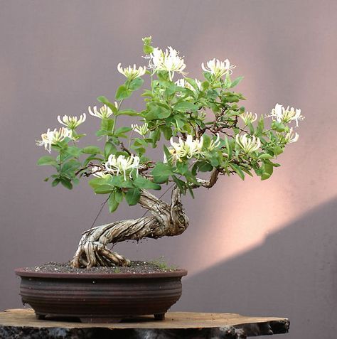 Flowering Bonsai, Bonsai Inspiration, Bonsai Tree Types, Bonsai Tree Care, Indoor Bonsai Tree, Bonsai Styles, Bonsai Flower, Mini Bonsai, Japanese Bonsai