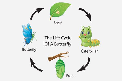 Facts About Butterflies, Butterfly Facts For Kids, Butterfly Information, Butterfly Lessons, Butterfly Facts, About Butterflies, Types Of Butterflies, Mom Junction, Facts For Kids