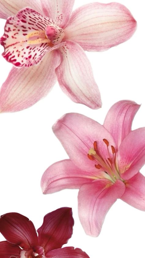 Lilies Flowers Wallpaper, Lillies Wallpapers, Orchid Wallpaper Aesthetic, Lily Aesthetic Wallpaper, Orchid Wallpaper Iphone, Lily Wallpaper Aesthetic, Ipad Wallpaper Flowers, Flower Wallpaper Ipad, Lilies Flowers Aesthetic