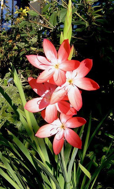 Schizostylis the Kaffir Lily. It is native to South Africa and is great for late season colour in the UK flowering from end of September to November #africanflowers South African Plants, Kaffir Lily, African Garden, South African Flowers, African Plants, Sweet Time, African Flowers, Wedding Tattoos, Flower Tattoo Designs