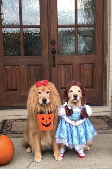 These Golden Retrievers Dressed as Wizard of Oz Characters Are Simply Too Much Dog Halloween Costumes, Airedale Terrier, Dog Costumes, Memes Humor, Halloween Animals, Pet Costumes, Cool Halloween Costumes, Golden Retrievers, Dog Halloween