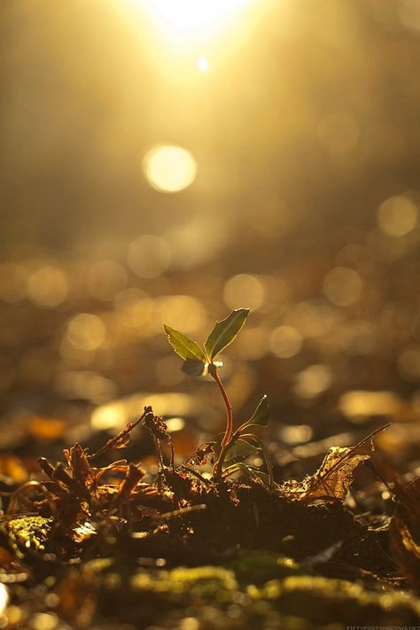 If your faith like a mustard seed Iphone Wallpaper Photography, Widescreen Wallpaper, Nature Tree, Depth Of Field, Mustard Seed, Android Wallpaper, Mobile Wallpaper, New Beginnings, Word Of God