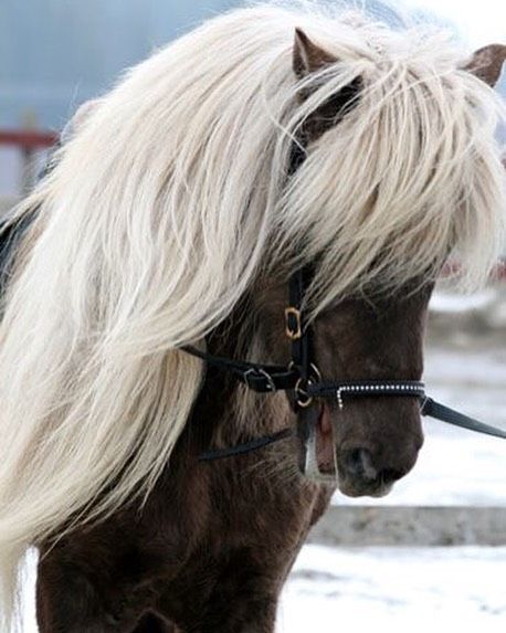 💕💕Maney Pony 💕💕 What a cutie! ❄️❄️❄️❄️ Icelandic Horse, Majestic Horse, All The Pretty Horses, Horse Crazy, Horse Photos, Pretty Horses, Horse Photography, Horse Pictures, Horse Breeds