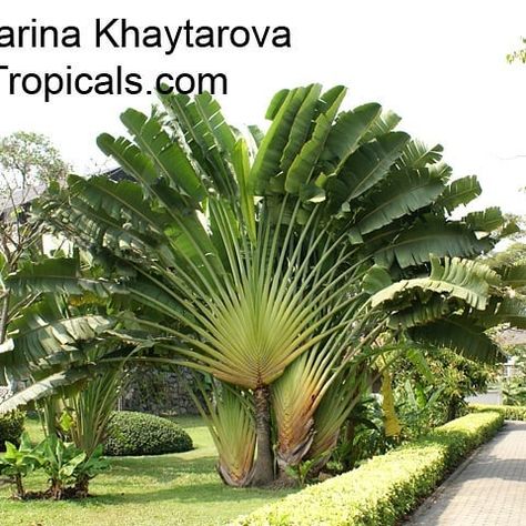 10 Likes, 0 Comments - Top Tropicals (@toptropicals) on Instagram: “Ravenala madagascariensis - Travelers palm is one of natures most remarkable plants. Although this…” Ravenala Madagascariensis, Travelers Palm, Travellers Palm, Florida Landscaping, Plants For Garden, Hawaii Wall Art, Garden Catalogs, Tropical Garden Design, Garden Privacy