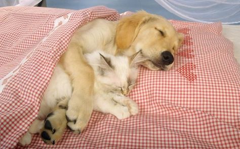 Submission to 'Xx+ Photos Of Unlikely Sleeping Buddies' Lode A Dio, Puppy And Kitten, Slaap Lekker, Love My Dog, Animals Friendship, Cat And Dog, Cat Sleeping, Golden Retrievers, Cute Cats And Dogs