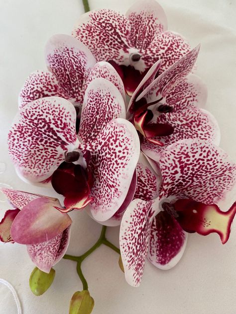 A Beautiful Magenta Pink Artificial Spotted Orchid with a Red Centre.  Phalaenopsis Orchid Flower.   The orchid flowers are quality realistic looking orchids and will make a great orchid arrangement or vase arrangement for your own flower arranging. The orchid flower has 6 flower heads and 3 buds.  The stem length is 72cm, the flowers run 22cm of the stem.  The flower head measures approx 9 x 9cm We also have Artificial Orchid Plant Leaves for sale which you can add to your orchid plant arrangement.  Please select the option required.  The orchid leaves have 5 leaves and measure approx 23cm diameter, each large leaf measuring 12cm. The price is for one stem.   Please note that the orchid flower will be sent with its stems bent, this can easily be straightened back into shape.   Any queries Pink Orchids Centerpiece, Spotted Orchid, Crystal Wedding Hair Accessories, Faux Orchid, Flower Girl Tiara, Plant Arrangement, Orchid Leaves, Orchid Centerpieces, Red Orchids