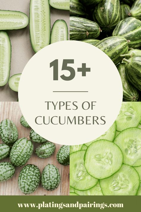 15+ Different Types of Cucumbers (with Pictures) Different Types Of Cucumbers, Types Of Cucumbers, How To Store Cucumbers, Cooked Cucumber, Cucumber Varieties, Japanese Cucumber, Cucumber Raita, Cucumber Canning, Red Wine Vinaigrette