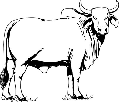 Bull, Animal, Cow, Nature, Domestic, Farm, Cattle Bull Animal, Bull Pictures, Bull Images, Brahma Bull, Sick Drawings, Cow Coloring Pages, Cow Illustration, Cow Drawing, Bull Tattoos