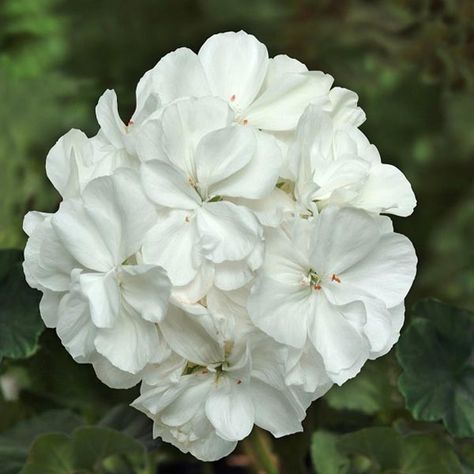 Zonal Geranium ‘Fantasia White’ | Log House Plants Geranium Planters, White Geraniums, Geraniums Garden, Plants Stand, Different Kinds Of Flowers, Ornamental Cabbage, Log House, Flower Pot Garden, White Plants