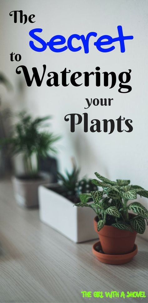 How to Water your Houseplants Watering Indoor Plants, Plants Tips, Growing Food Indoors, Plants Home Decor, Watering Plants, Trendy Plants, Plants Home, Indoor Vegetable Gardening, Organic Vegetable Garden