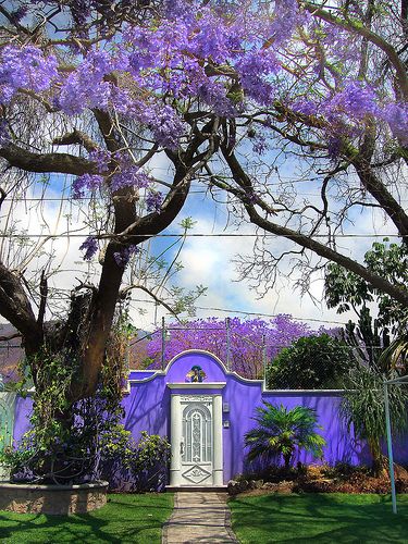 Ajijic Home in Purple | Flickr – Condivisione di foto! Purple Mexican Aesthetic, Ajijic Mexico, Jacaranda Tree, Mexican Home, South Of The Border, Mexican Decor, Mexican Style, Blue House, Mexico Travel