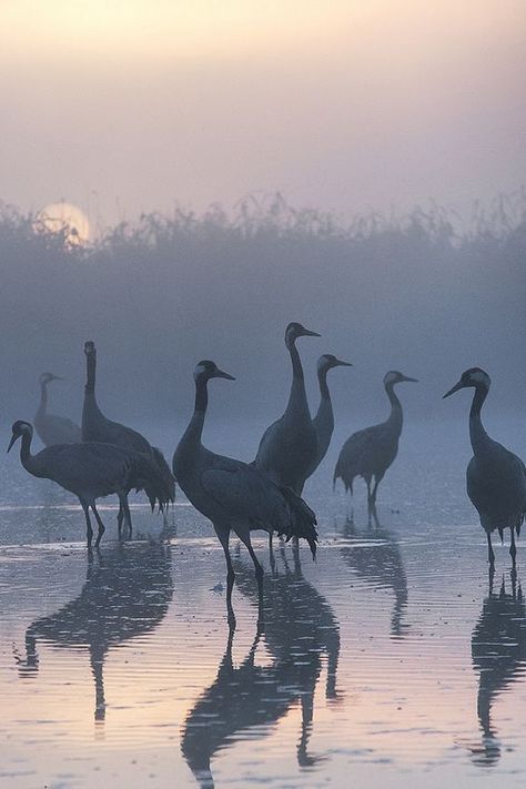 Afrique Art, Inspiration Painting, Ocean Sunset, Bird Photo, Love Birds, Bird Art, A Group, Beautiful Creatures, Beautiful Birds