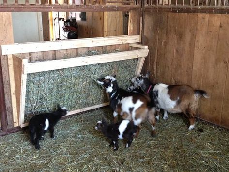 Goat Hay Feeder | Feeding Nigerian Dwarf goats | Serendipity Wendy | Flickr Diy Goat Hay Feeder, Goat Hay Feeder, Family Cow, Goat Feeder, Goat Playground, Goat Shed, Goat Shelter, Goat Pen, Goat House