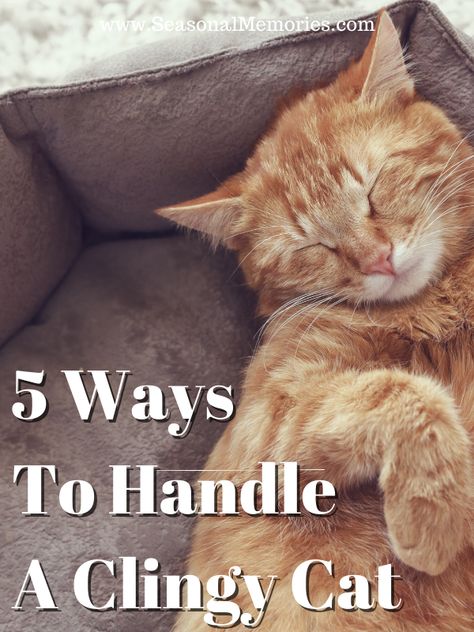 Do you have a needy cat in your home? It can be such a difficult situation! Check out these five tips for how to deal with a clingy cat, or a cat being clingy. Needy Cat, Clingy Cat, Being Clingy, 5 Ways, A Cat, Kittens