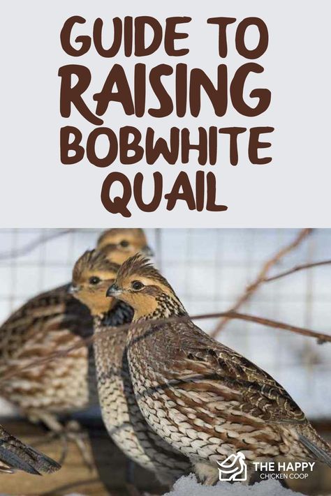 Flight Pen For Quail, Northern Bobwhite Quail, Bobwhite Quail Coop, Quail Care, Quail Raising, Bob White Quail, Quail House, Quail Coop, Bobwhite Quail