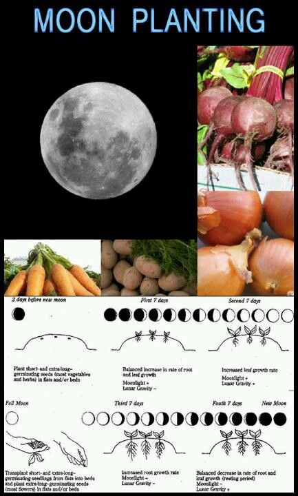 Plant with the moon Moon Gardening, Straw Garden, Gardening Fruits, Garden Knowledge, Biodynamic Gardening, Germinating Seeds, Moon Plant, Gardening Indoors, Plants Growing