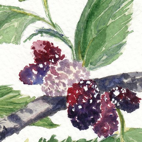 I want a tattoo that incorporates the mulberry tree. A sign of summer and a big part of my family :) -j Mulberry Tattoo Black And White, Mulberry Tree Tattoo, Mulberry Tattoo, Mulberry Tree Drawing, Childhood Moodboard, Berry Bush Drawing, Watercolour Berries, I Want A Tattoo, Paint Therapy