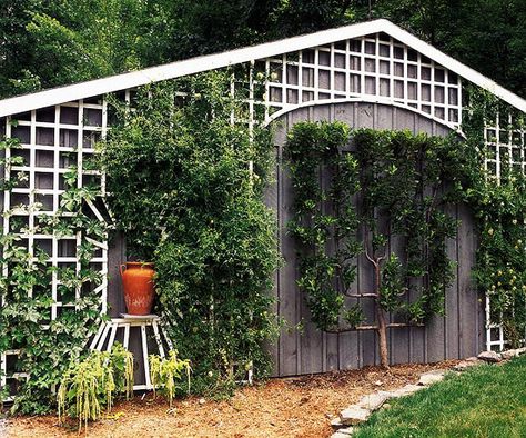 Front Door Trellis, Wall Mounted Trellis, Door Trellis, Large Trellis, Building A Trellis, Wall Trellis, Clematis Plants, Trellis Fence, White Trellis