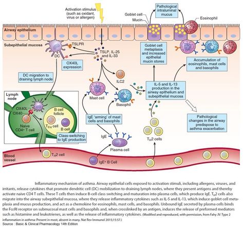 Asthma pathophysiology via Manual of Medicine @ManualOMedicine on Twitter Asthma Pathophysiology, Forensic Pathology, Mast Cell, T Cell, Lymph Nodes, Forensic, Educational Materials, Disease, Medicine