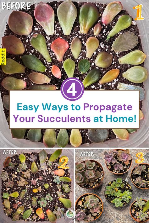 "Discover the art of propagating succulents with our comprehensive guide on how to propagate succulents from leaves. Learn essential tips for successful repotting succulents and create stunning succulent gardens, both indoor and outdoor. Dive into succulent garden design, landscaping, and DIY projects to elevate your gardening skills. Perfect for enthusiasts looking to expand their succulent collection and create beautiful, thriving displays!" Succulent Care Indoor, Repotting Succulents, How To Propagate Succulents, Propagate Succulents From Leaves, Propagate Succulents, Succulent Species, Succulent Collection, Succulent Gardens, Succulent Garden Design