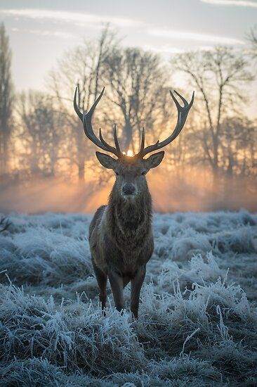 Red deer warming up after a long cold night • Millions of unique designs by independent artists. Find your thing. The Hunting Party, Deer Photography, Photo Animaliere, Deer Photos, Deer Pictures, Ice Art, Deer Art, Deer Stags, Red Deer